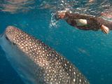 Djibouti - Whale Shark in the Gulf of Aden - 06